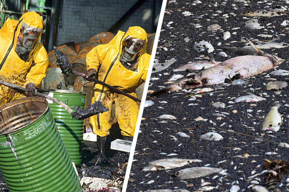 Berlin: Bis zu 100 Tonnen toter Fisch in Oder: Experte zieht Vergleich mit Rhein-Katastrophe