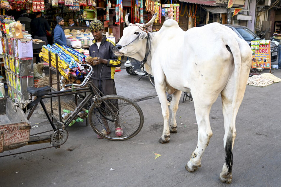 Heilige Tiere: Fast überall in Indien ist das Schlachten von Kühen verboten.