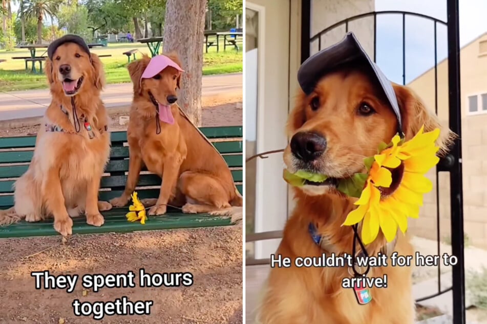 Studly golden retriever preps for doggy date in serious style