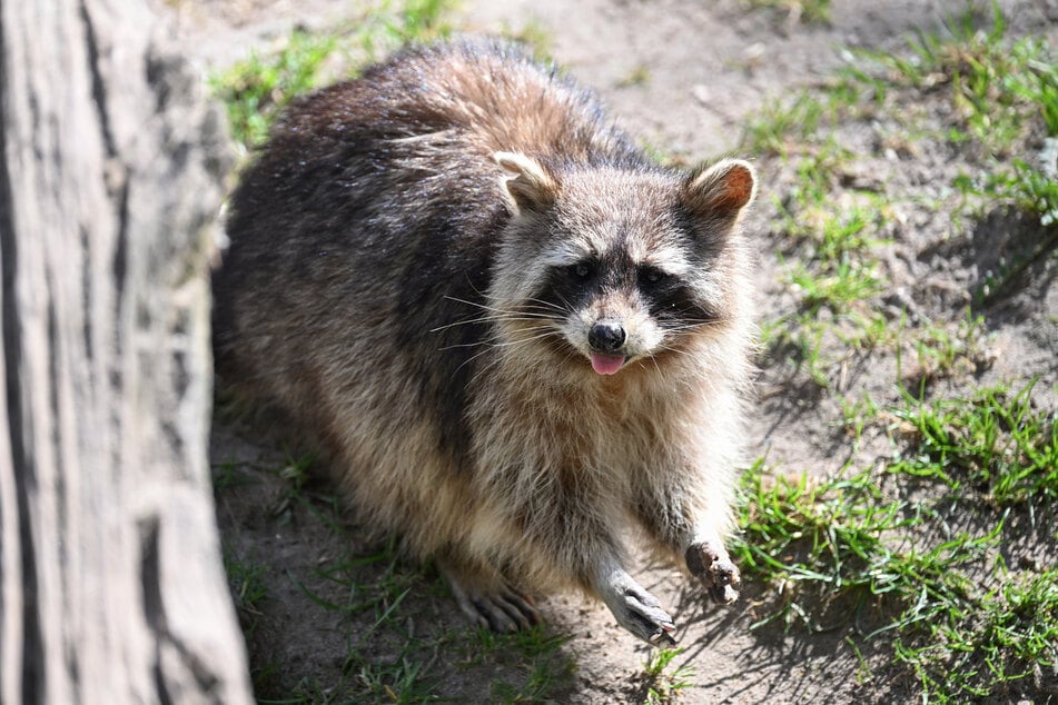 Auch für Gebäudeinhaber können die intelligenten Allesfresser gefährlich werden.