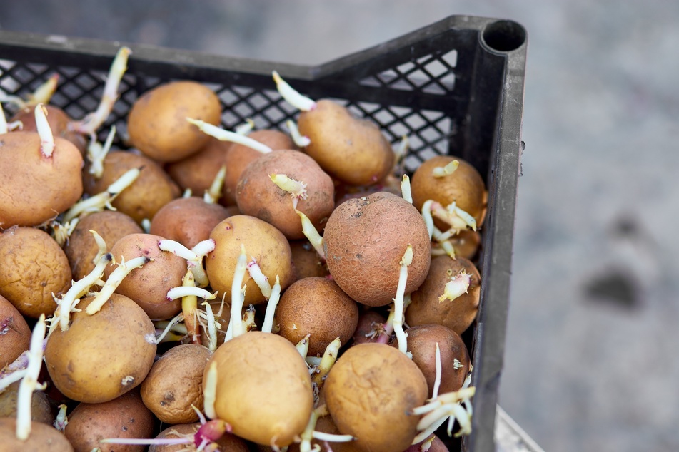 Nur noch zum Pflanzen geeignet: Um Triebe zu verhindern, kann man Kartoffeln mit einem Apfel zusammen lagern.