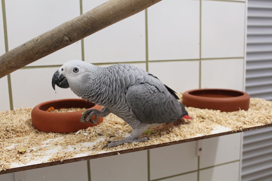 Graupapagei Herbie sucht bringend einen anderen Vogel zur Gesellschaft.