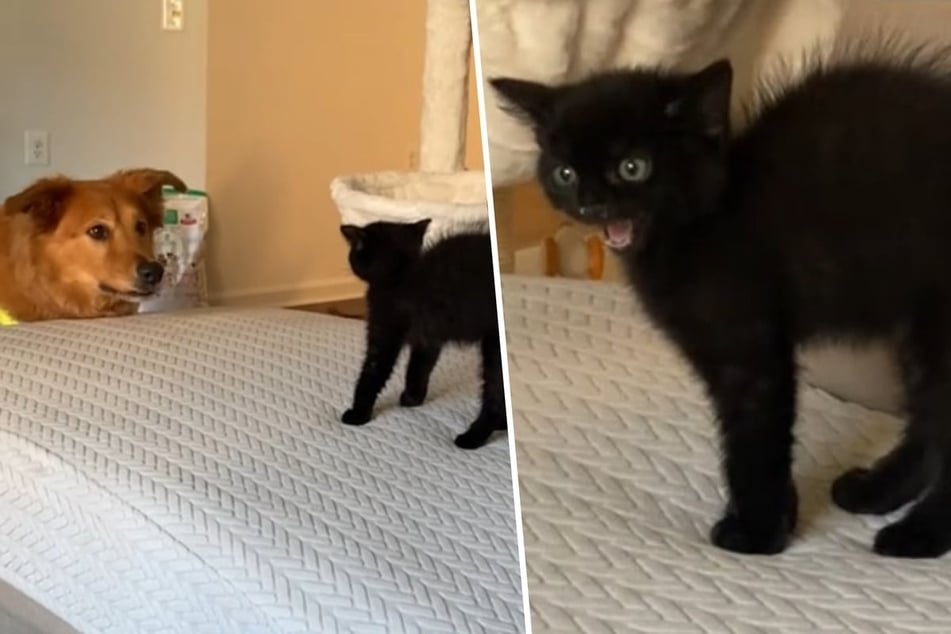 Kitten is terrified of dog sibling – only one day later, hearts are melting!