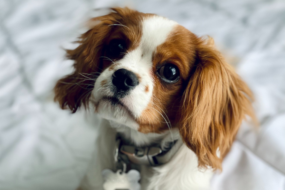 Sure, they're adorable, but Cavalier King Charles spaniels are unethical in multiple ways.
