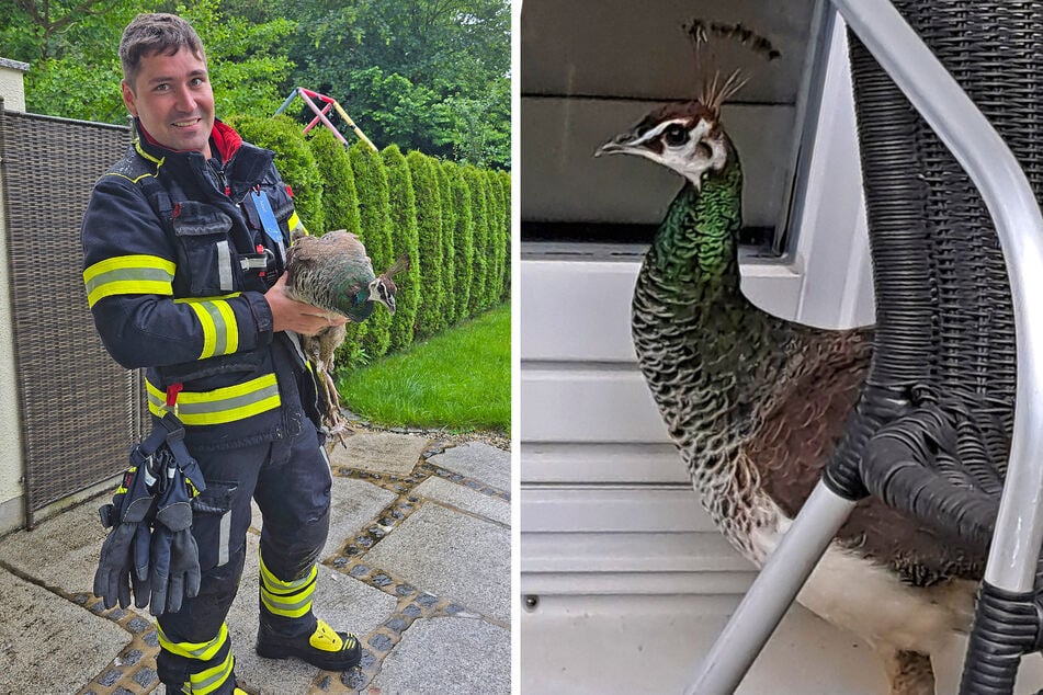 Flüchtiger Pfau führte alle monatelang an der Nase herum – dann macht er einen folgenschweren Fehler