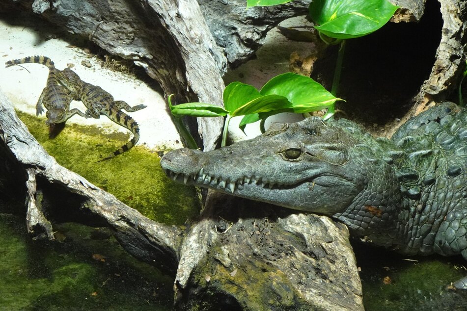 Die Tiere können ab sofort im Krokodil-Gehege in der Terrarien-Abteilung des Kölner Tierparks bestaunt werden.