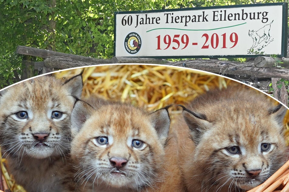 Nach Tabs' Abschied: Eilenburg bereitet sich auf die Rückkehr des Wappentiers vor