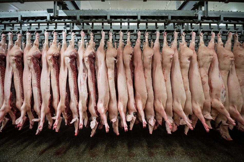 Schweinehalter beklagen, dass sie nicht mehr wissen, wohin mit den Tieren - wegen der Corona-Hygieneauflagen sind die Kapazitäten vor allem im Zerlegebereich erschöpft.