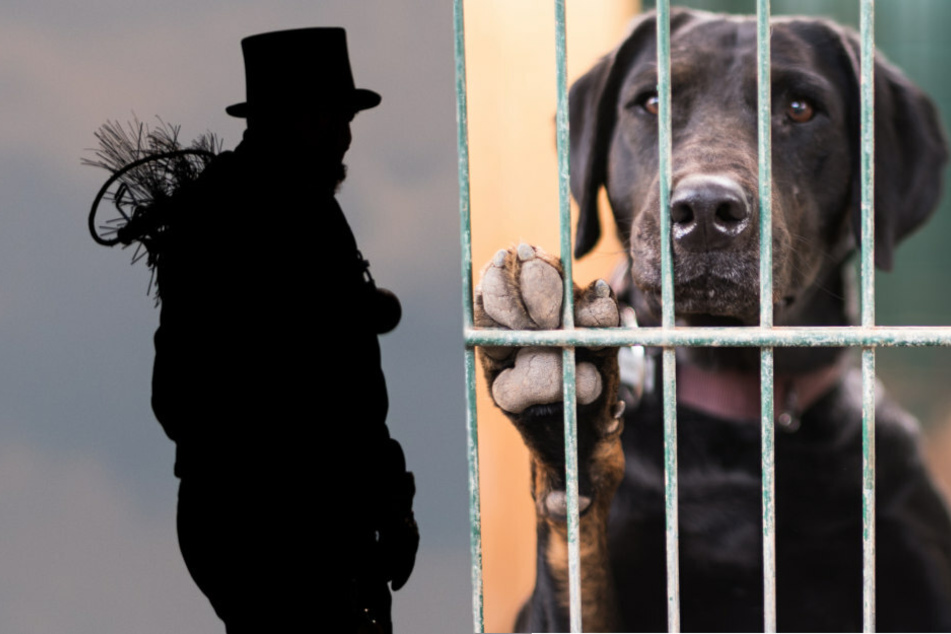 Berliner Schornsteinfeger wollen auf das Schicksal vieler schwarzer Tiere in den Tierheimen Berlins aufmerksam machen und ihr Image verbessern.