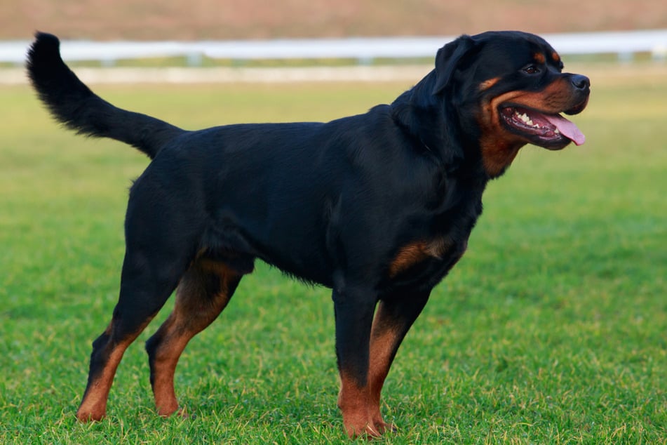 Rottweiler's bedtime routine gets him dubbed "the sweetest dog in the world"
