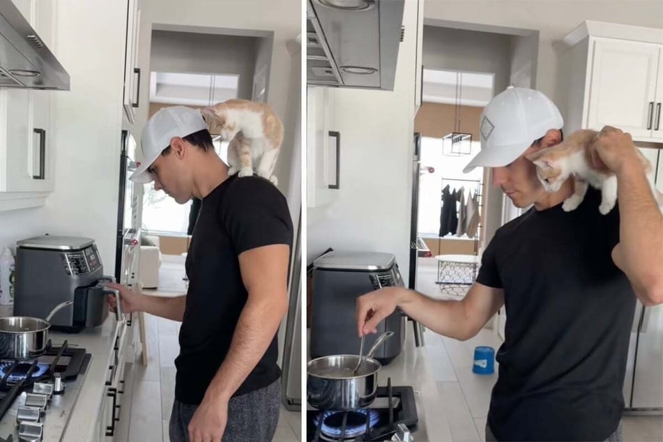 Kitten insists on supervising dinner preparations in this sweet viral video