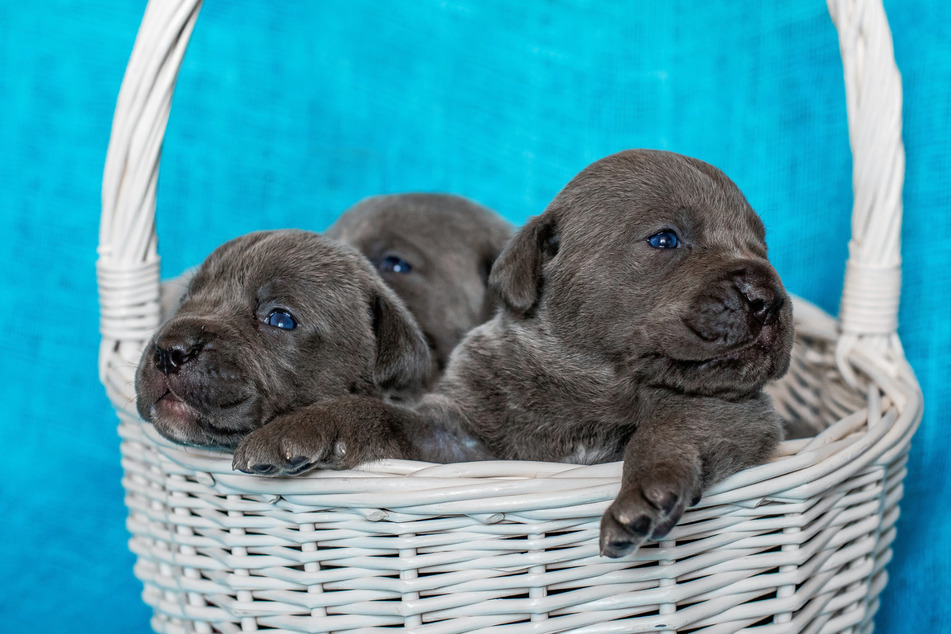 The 16 puppies that survived after birth nearly broke a record for largest litter (stock image).