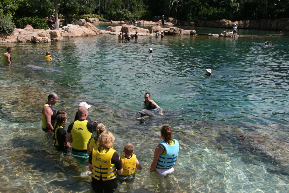 Im Freizeitpark "Discovery Cove" können Besucher unter anderem mit Delfinen schwimmen. (Symbolbild)