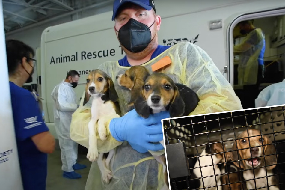 Vor schrecklichem Züchter und Testlaboren gerettet: 4000 Beagle suchen neues Zuhause!