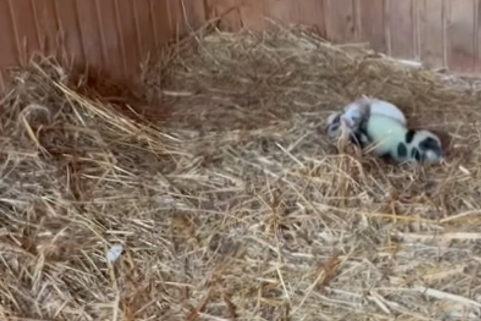 Tierschützer wollen Hundewelpen retten: Was bei ihnen liegt, macht sie ratlos