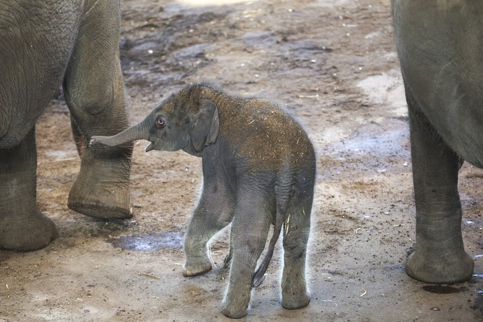 Der letzte Babyelefant war im März 2025 im Kölner Zoo geboren worden. Das Jungtier wurde auf den Namen Taro getauft. (Archivfoto)
