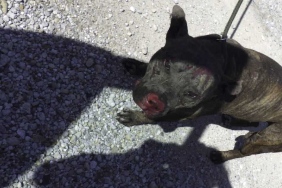 Hund im Badezimmer eingeschlossen: Tier mit Brandwunden am Körper stirbt nach Tagen