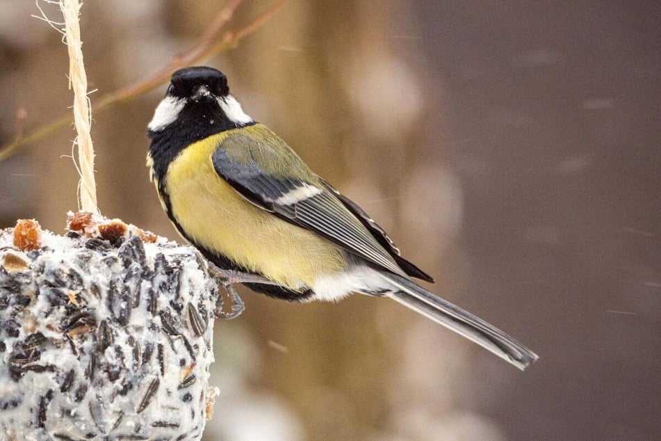 Körner oder Fettfutter, gestreut oder im Knödel - das richtige Futter hängt auch von der Vogelart ab.
