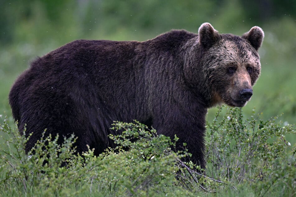 Der Braunbär schleppte den Wanderer zunächst mit sich. (Symbolfoto)
