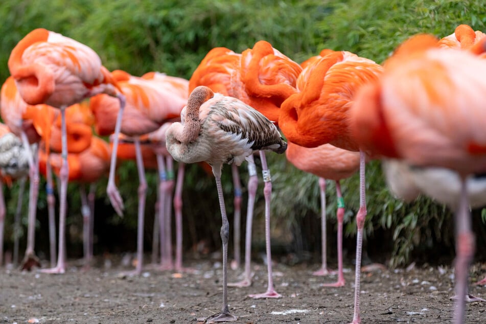 Wenn Flamingos nur auf einem Bein stehen, dann auch wegen der Kälte.