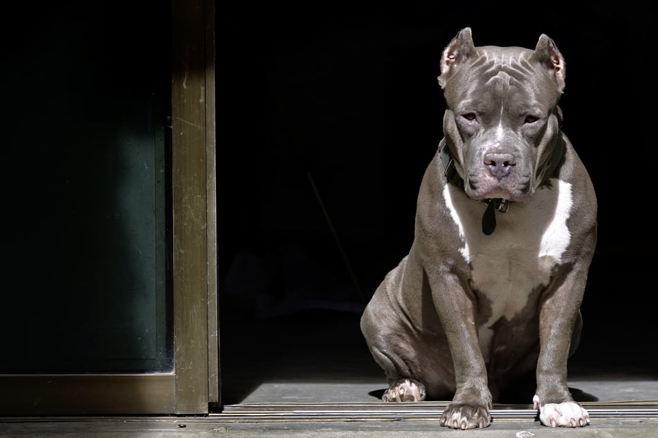 Umstände unklar: Hund beißt vierjähriges Kind tot