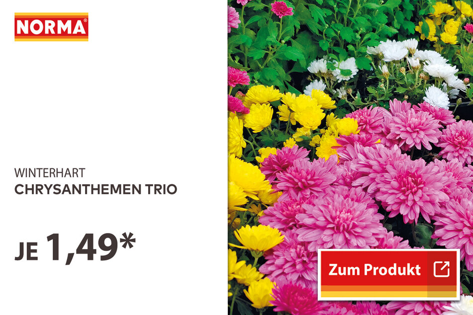 Chrysanthemen Trio für 1,49 Euro