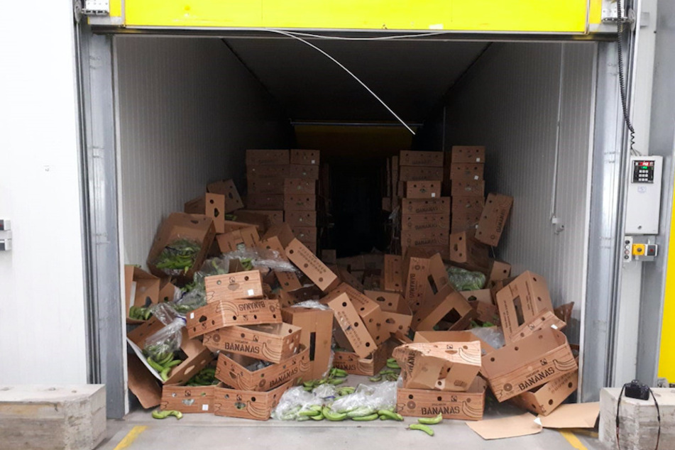 In einer Reifehalle liegen zahlreiche Kisten mit noch grünen Bananen. In den Kisten war rund eine halbe Tonne Kokain versteckt.