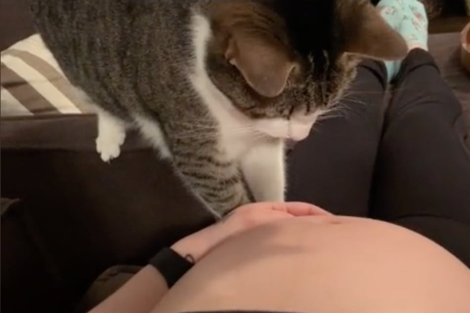 Katze merkt, dass ihr Frauchen schwanger ist und zeigt super süße Reaktion