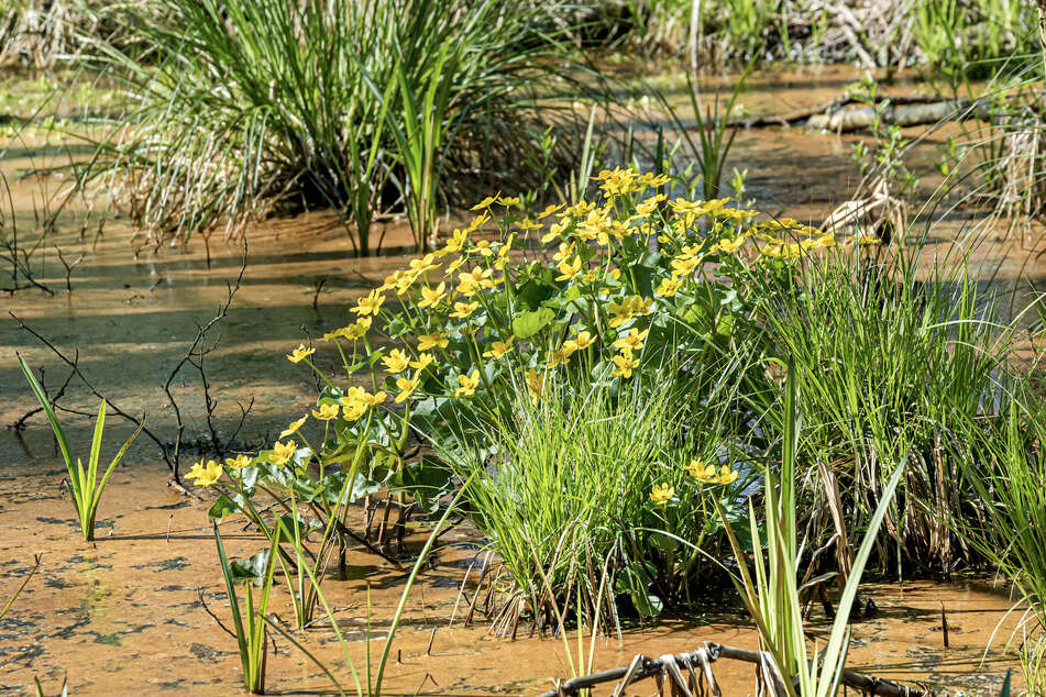 Im Frühjahr blühen in den Bruchwäldern des Biosphärenreservats Sumpfdotterblumen und Wasser-Schwertlilien in leuchtendem Gelb.