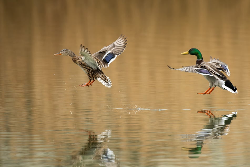 Grausame Tat in Göttingen: Mann tötet Ente mit Gitarre, Fahndung läuft