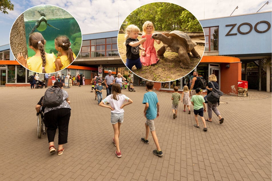 Mit Führungen, Rallyes, Lesungen: In Sachsens Zoos werden die Tiere zum Ferien-Programm