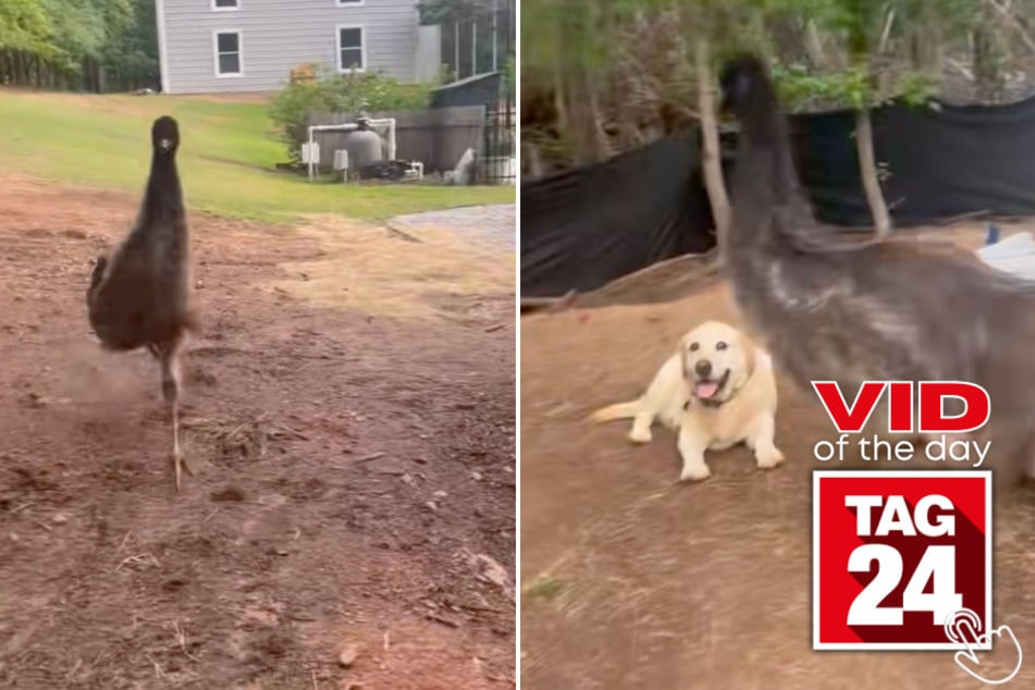 This emu caused a ton of drama after stepping on a dog's paw!