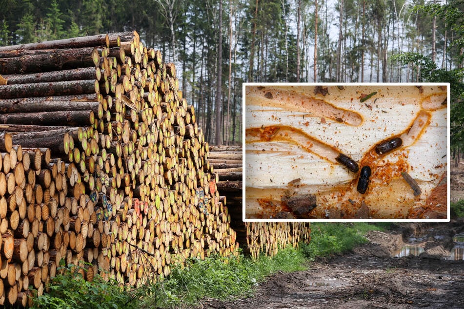 Borkenkäfer in Sachsen offenbar auf dem Rückzug: Woran liegt das?