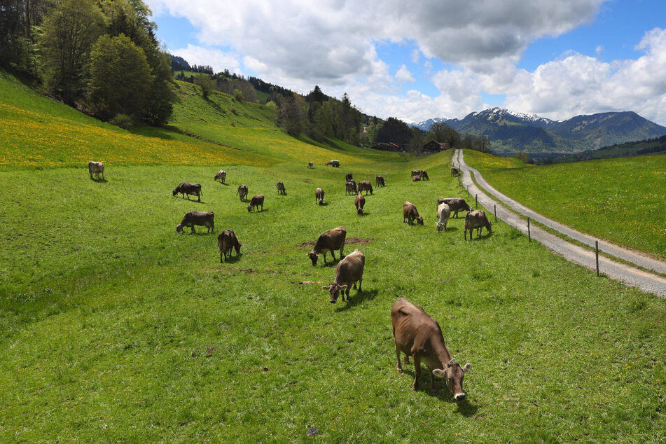 Führt die Weidepflicht zum Öko-Aus? Ein EU-Gesetz könnte überzeugte Bio-Landwirte aus dem Wettbewerb drängen.