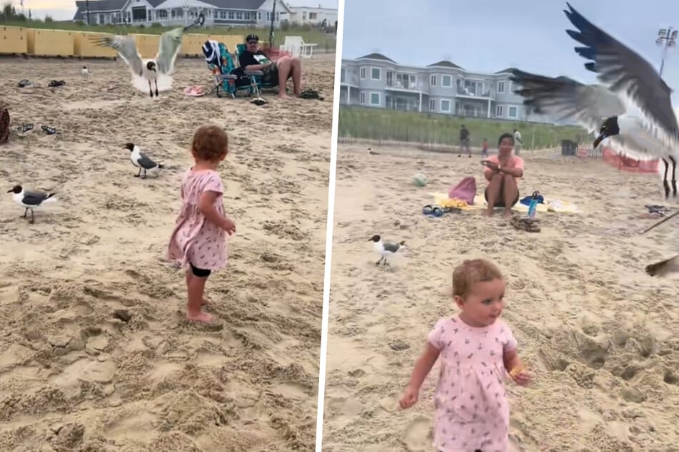 Little Hayden is being chased by some hungry seagulls in the viral video.