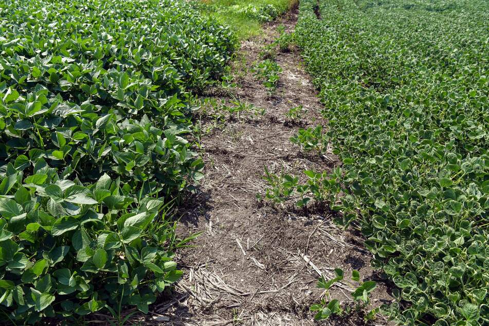 Soybean fields planted just feet apart show the difference between a dicamba-resistant variety (l.) and one susceptible to the herbicide (r.).