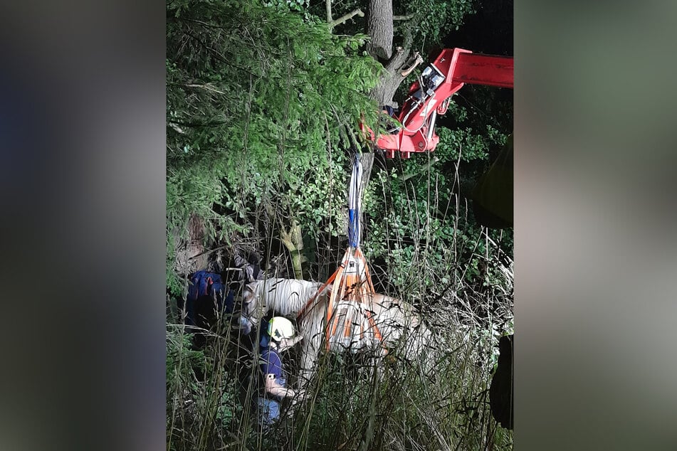 Per Teleskoplader wurde das Pferd aus seiner misslichen Lage befreit.