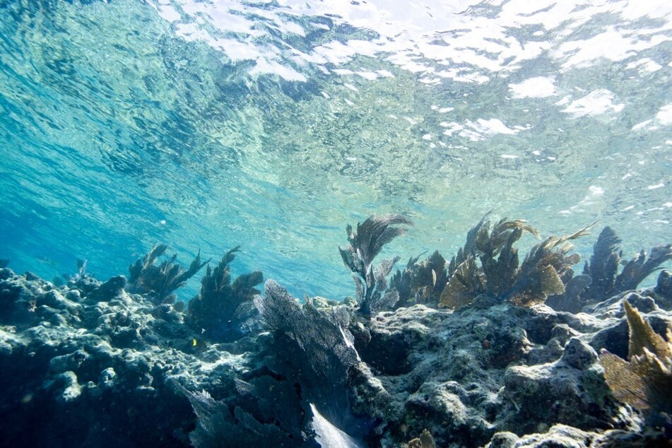 Fish swim around a coral reef in Key West, Florida, as sea temperatures hit extraordinary highs.