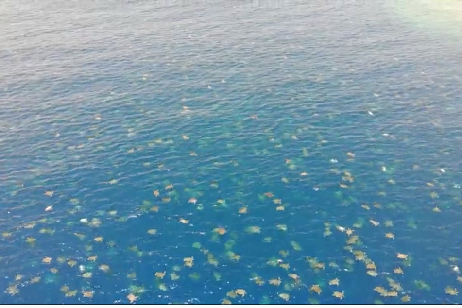 Bis zu 64.000 Schildkröten tummelten sich rund um das Great Barrier Reef.