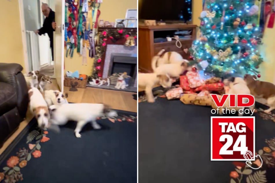 viral videos: Viral Video of the Day for December 26, 2025: Five Jack Russells turn Christmas morning into pure chaos