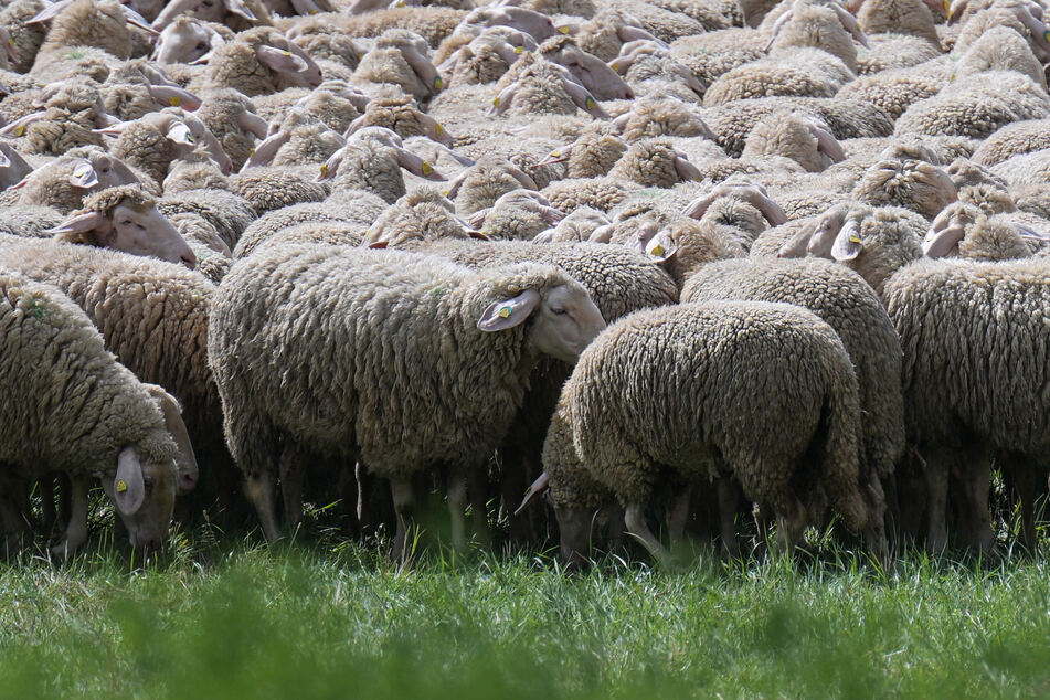 Mit dem Virus infizierte Tiere erleiden schwere Symptome. (Symbolbild)