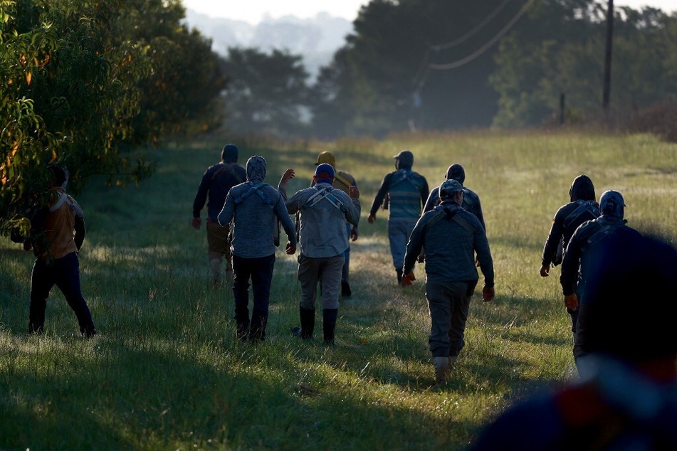 Agricultural workers prepare to pick peaches from the last crop of the season in Fort Valley, Georgia.