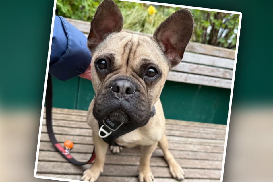 Die Französische Bulldogge wurde aus ihrem alten Zuhause gerettet, wo sie es alles andere als gut hatte.