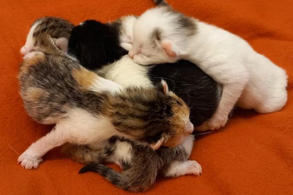 Die sechs Kitten sind wohl in einem Vorgarten auf die Welt gekommen.