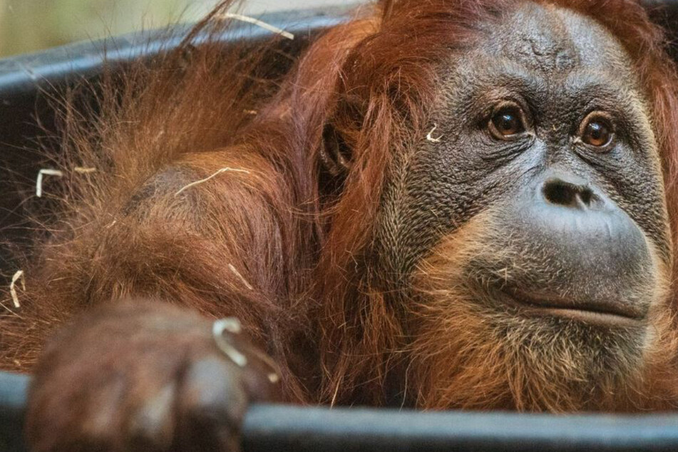 Mutter stirbt nach Geburt: Zoo schläfert jungen Orang-Utan ein