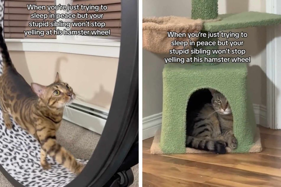This cat's hilariously grumpy reaction to his Bengal kitty sibling's raucous bedtime antics has got TikTok users in stitches!