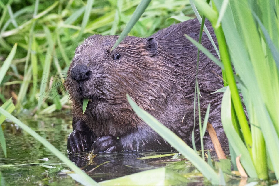 Der Biber gilt in Europa als geschützte Art. Zwei Biberfamilien aus der Oberlausitz sollen jetzt nach Frankreich umziehen.