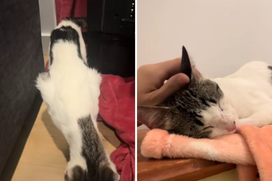 Armes Ding! Katze Bear war extrem abgemagert und erschöpft, als sie von ihrer zukünftigen Familie gerettet wurde.