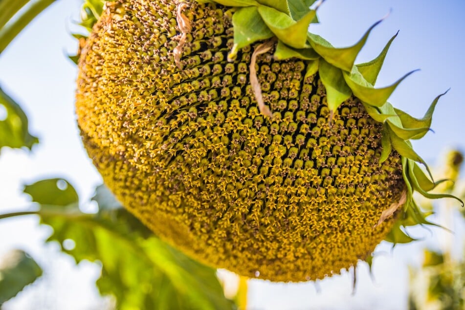 Die Sonnenblumen lassen den Kopf hängen? Warte mit dem Schneiden bis die Kerne im Herbst reif sind.