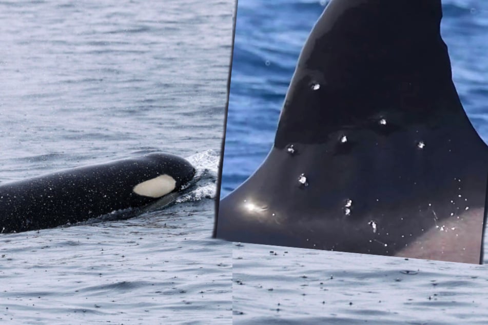 Eskalation nach Orca-Interaktionen! Wurde dieses Tier von Kugeln getroffen?